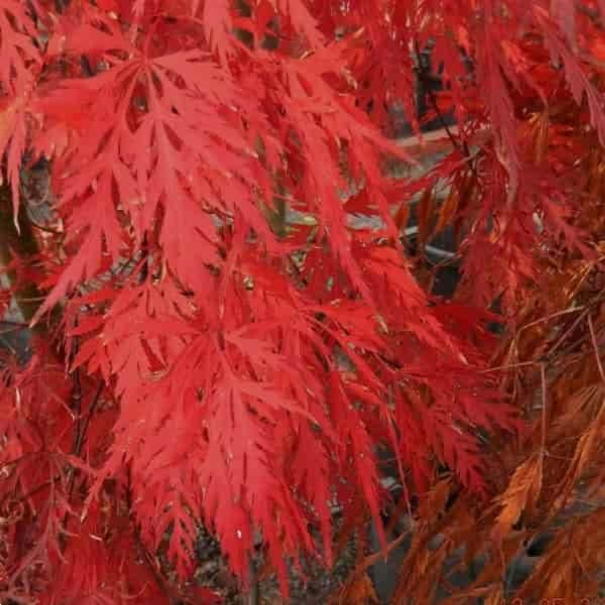 Acer Palmatum Dissectum Orangeola Sht Std 400