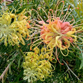 Grevillea Peaches And Cream 200