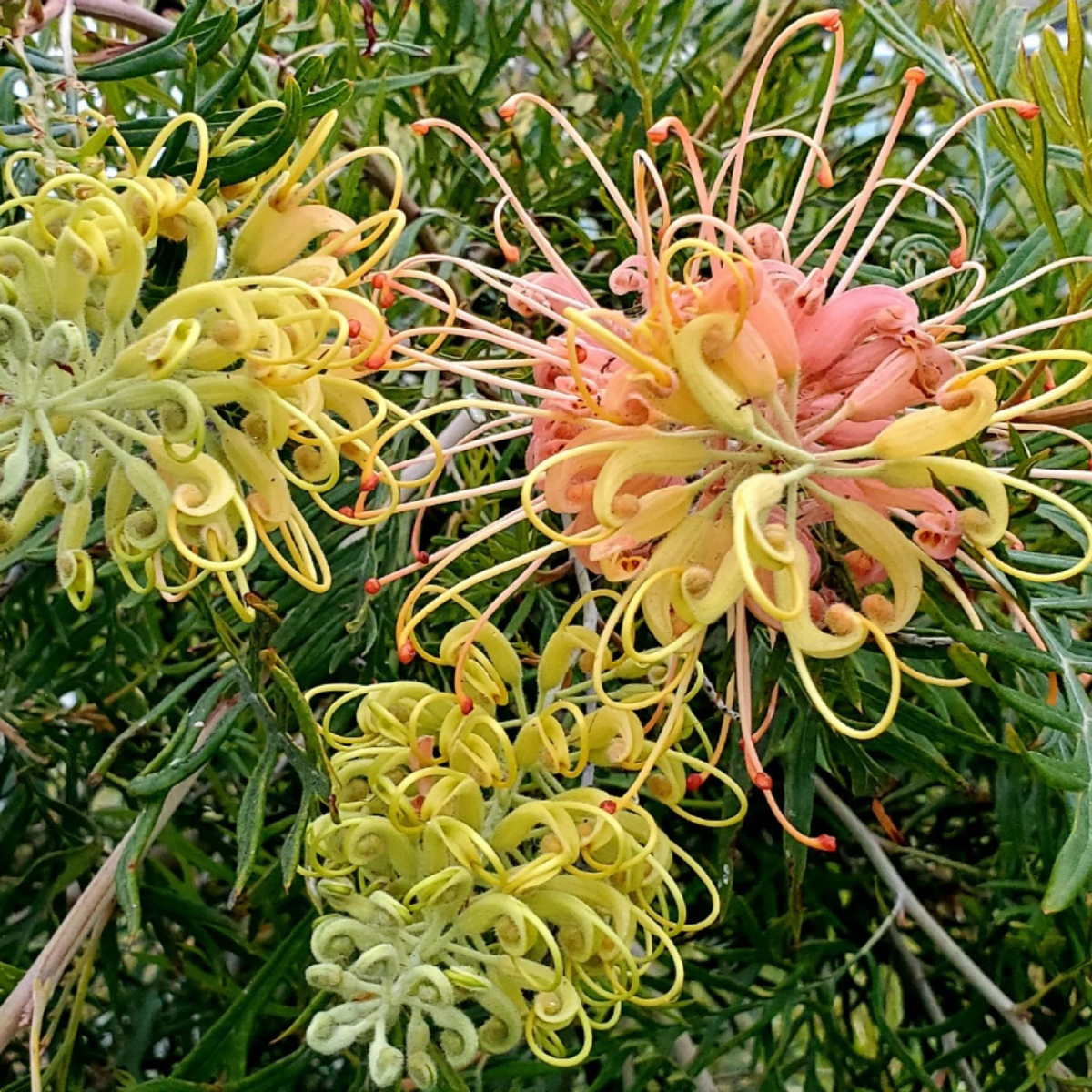 Grevillea Peaches And Cream 200