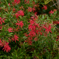 Grevillea Lady O 200mm