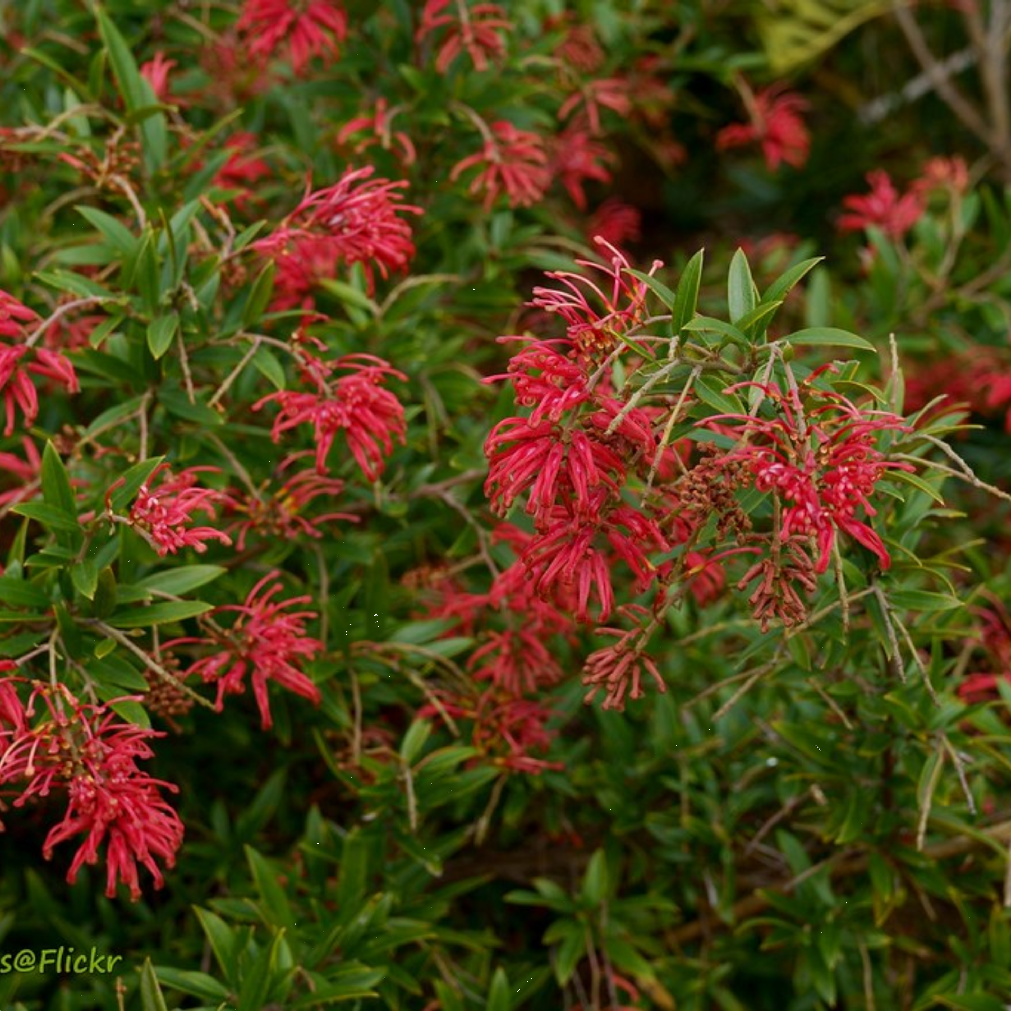 Grevillea Lady O 200mm