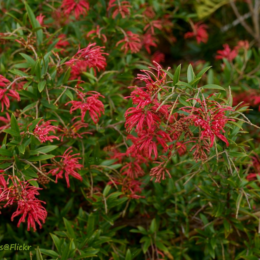 Grevillea Lady O 200mm