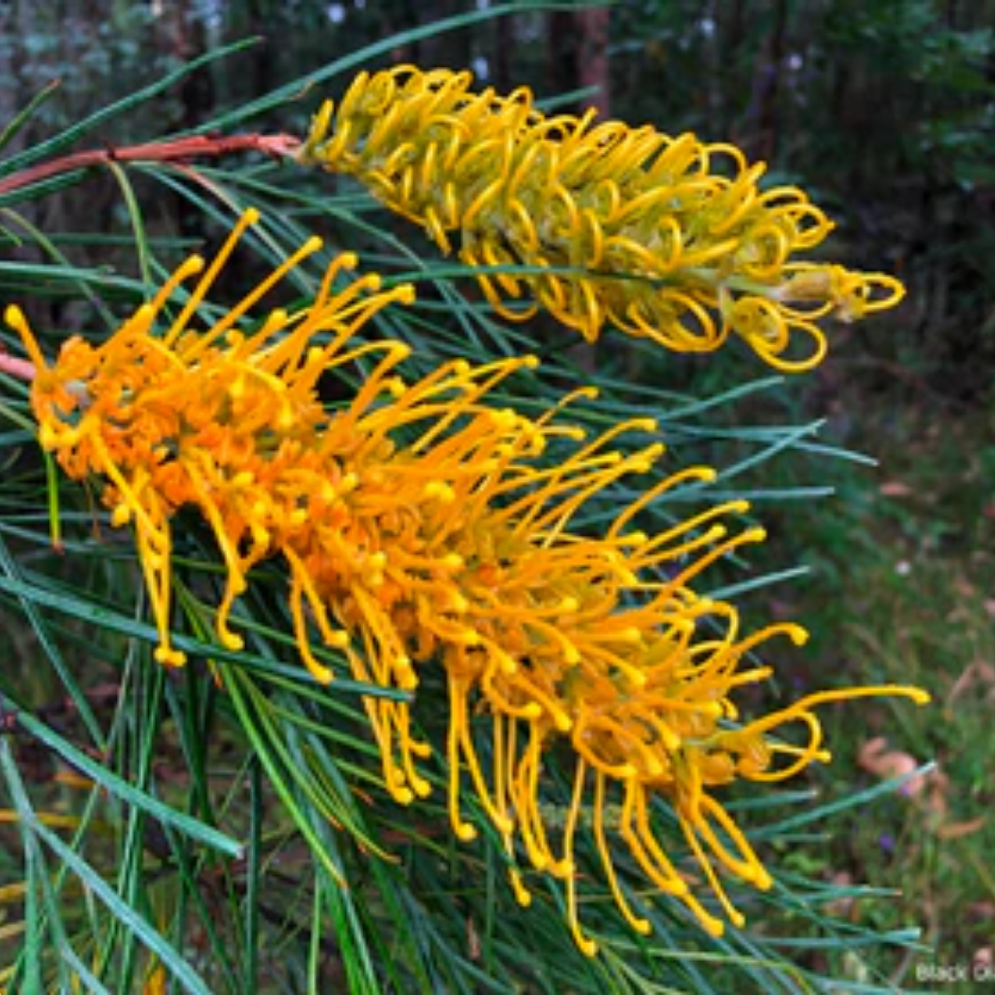 Grevillea Yamba Sunshine 200