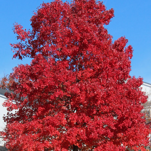 Acer Rubrum October Glory 300