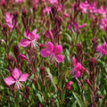 Gaura Dark Pink 140