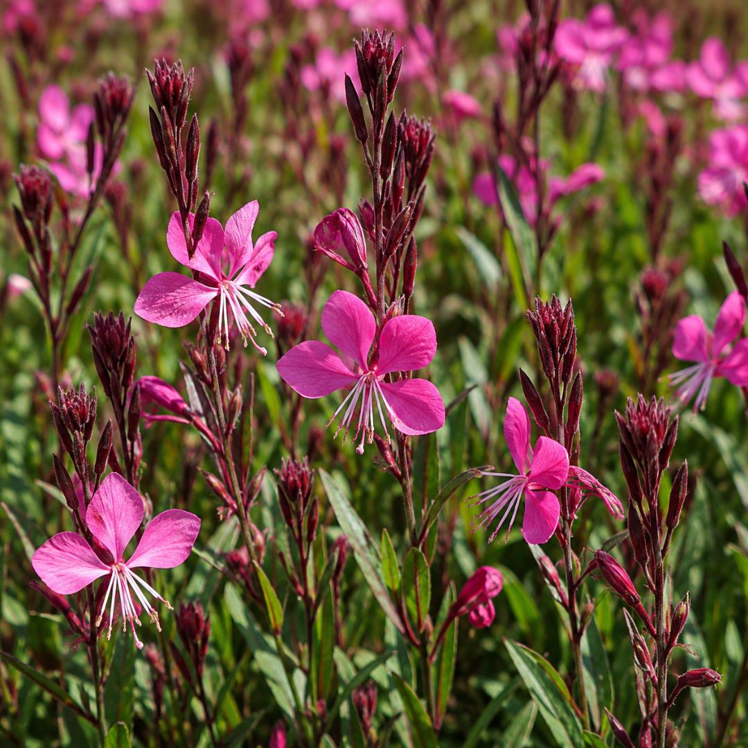 Gaura Dark Pink 140