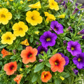Calibrachoa  140mm