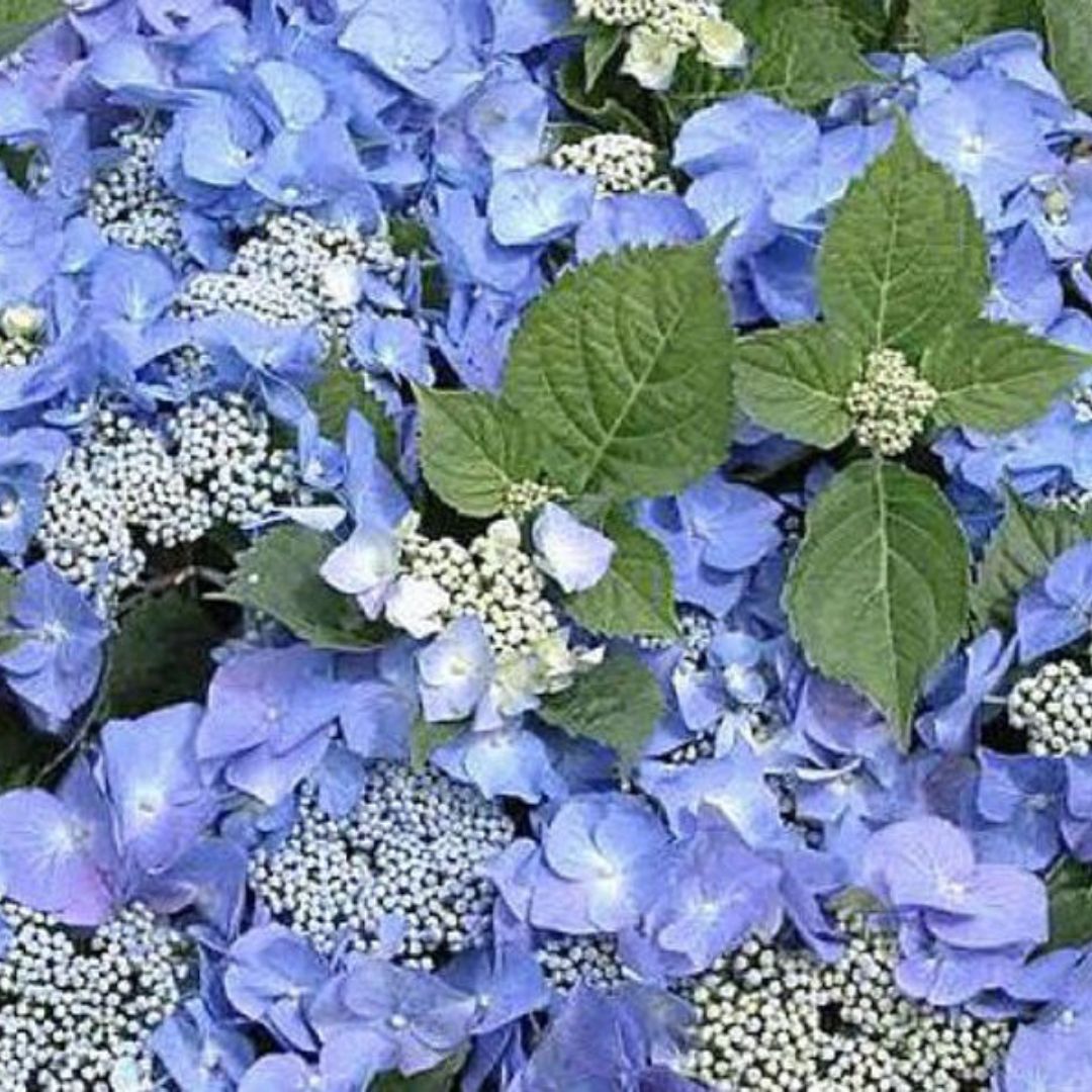 Hydrangea  Blueberries/cream 200