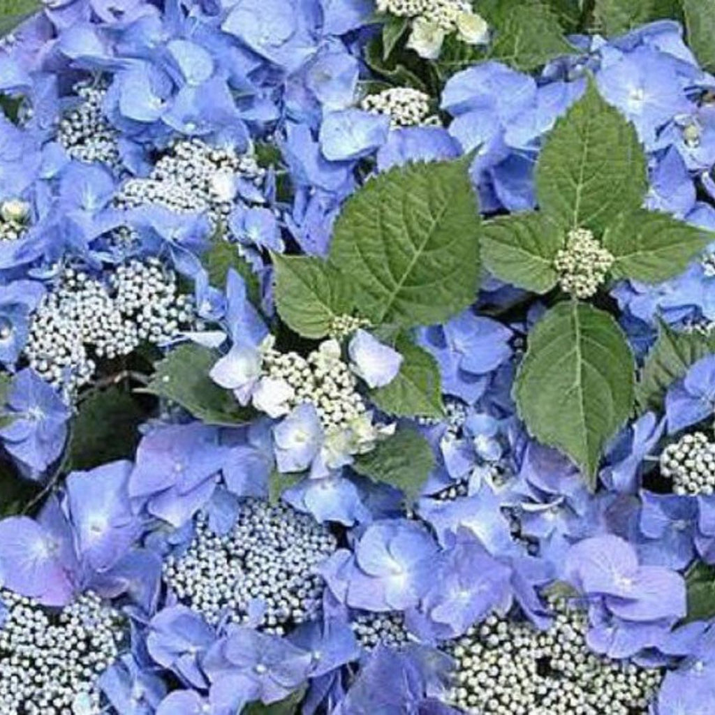 Hydrangea  Blueberries/cream 200