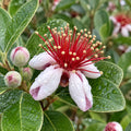 Feijoa Sellowiana 140