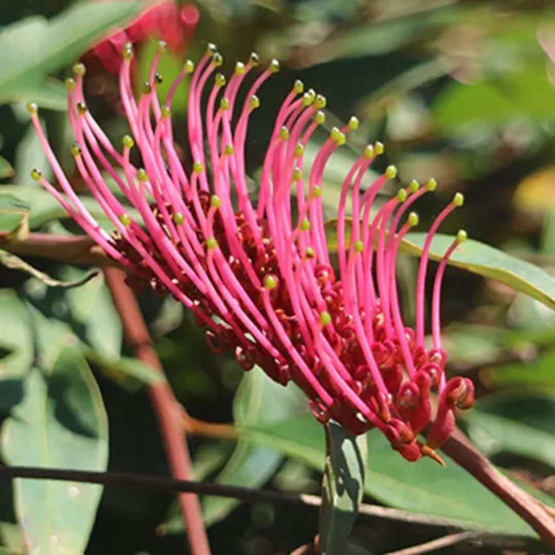 Grevillea Royal Mantle 140