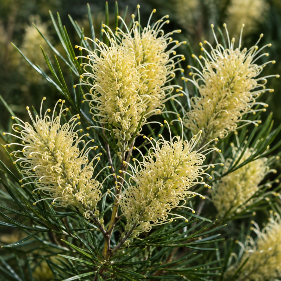 Grevillea Moonlight 140