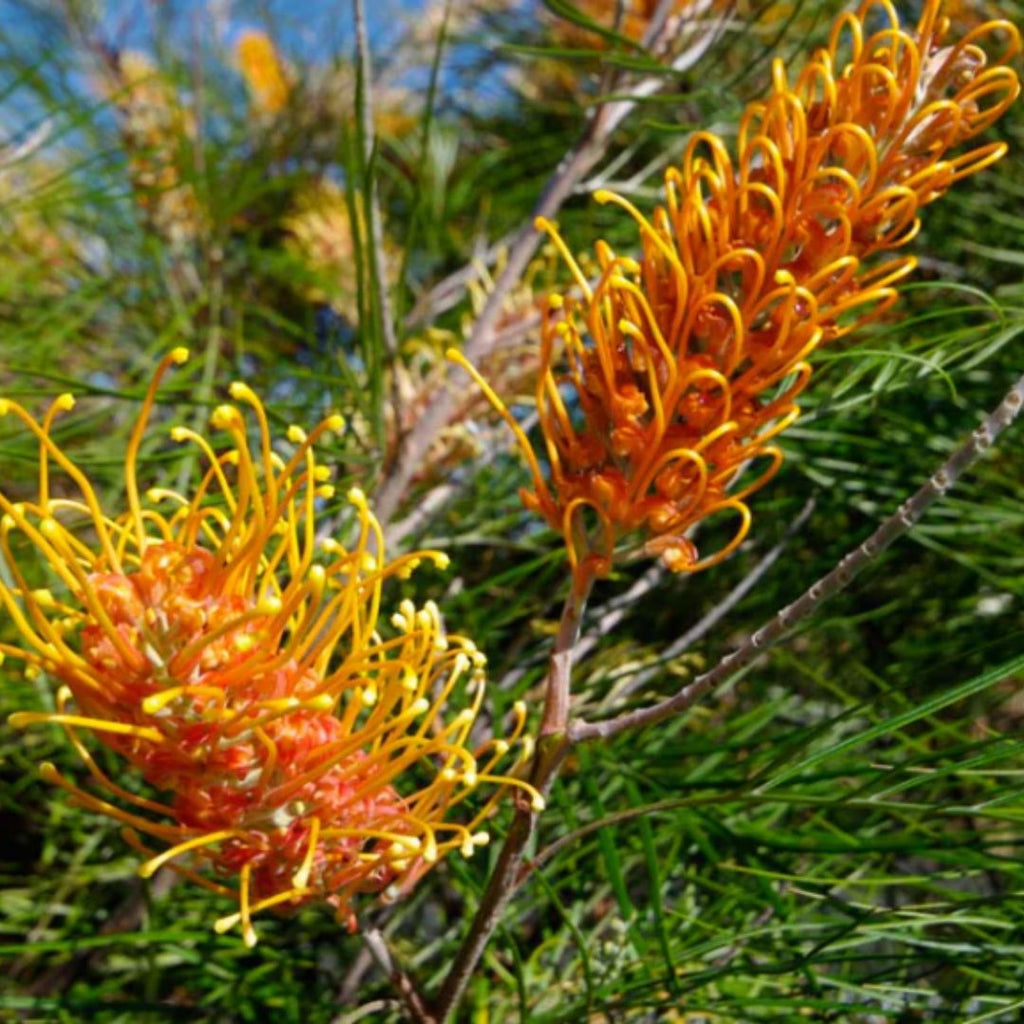 Grevillea Honey Gem 140