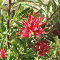 Grevillea Gin Gin 140
