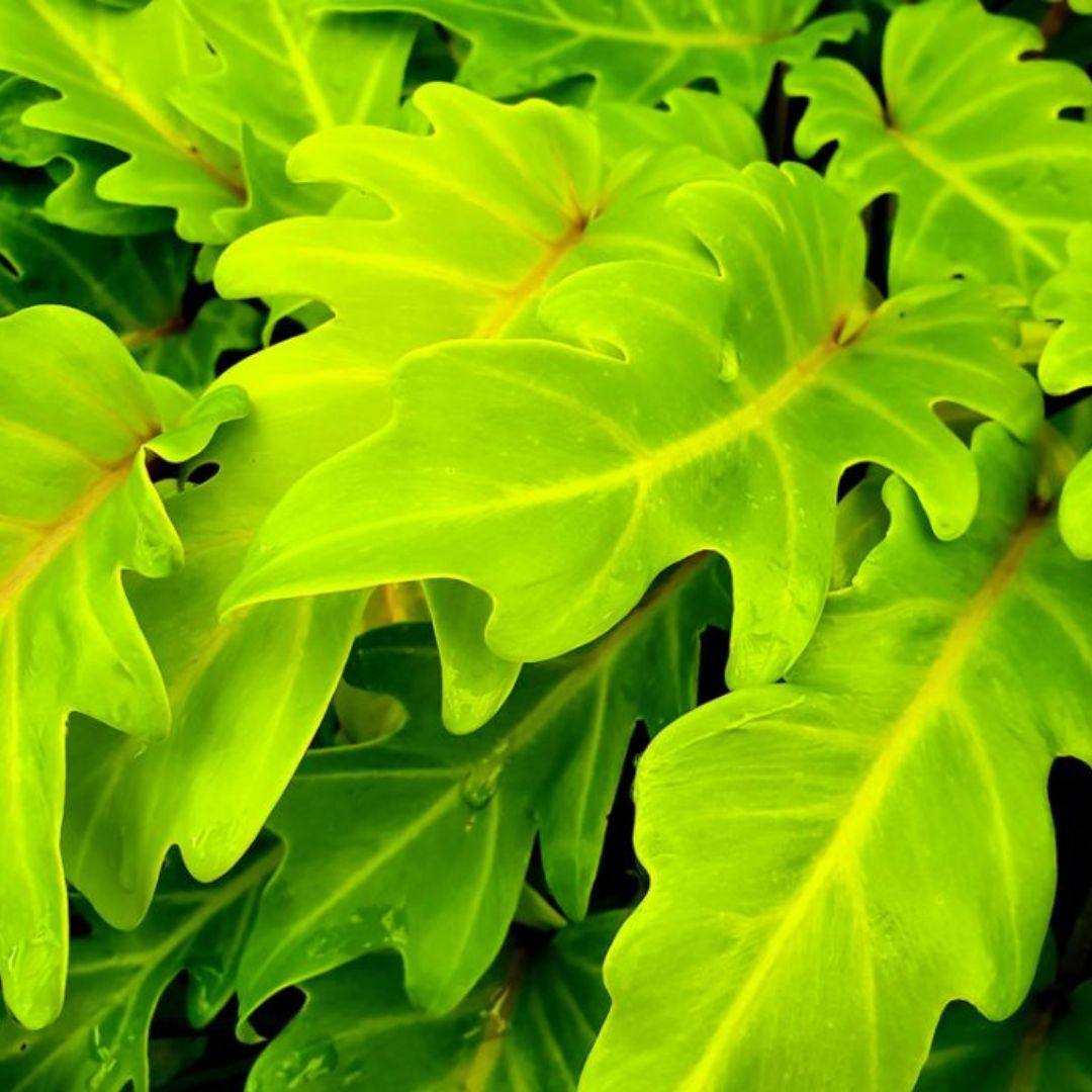 Philodendron Gold Bullion 200