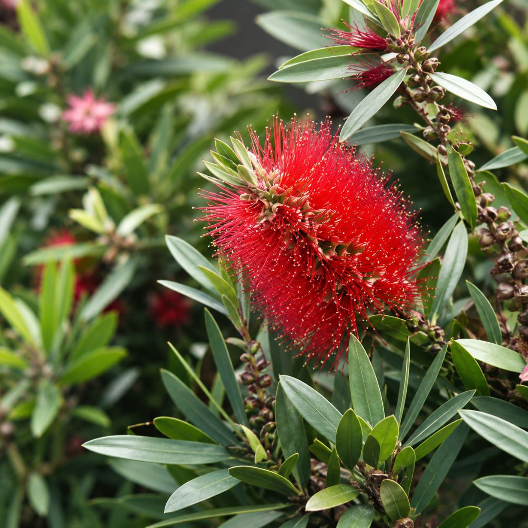 Callistemon Little Silver 140