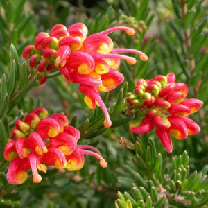 Grevillea Fireworks 140