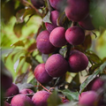 Plumscumptious Plum 300