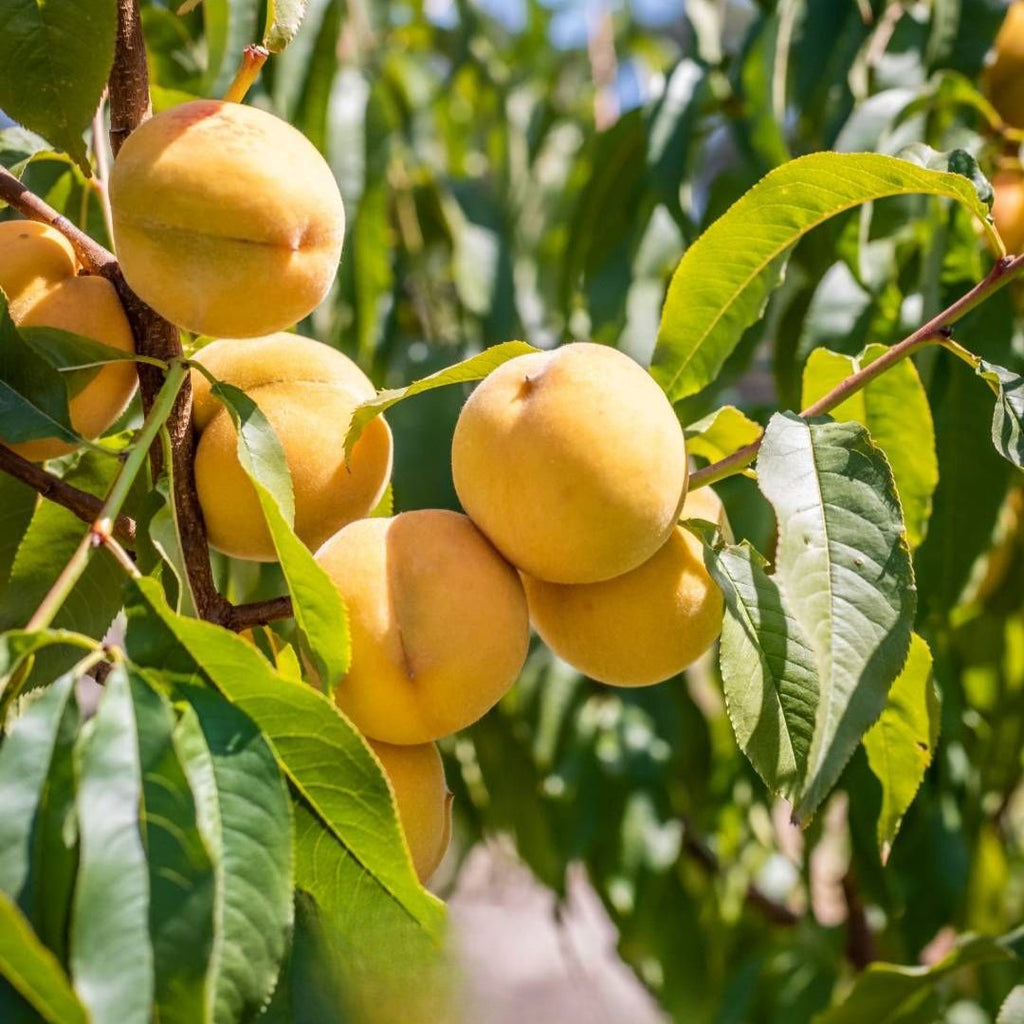 Peach Golden Queen 300