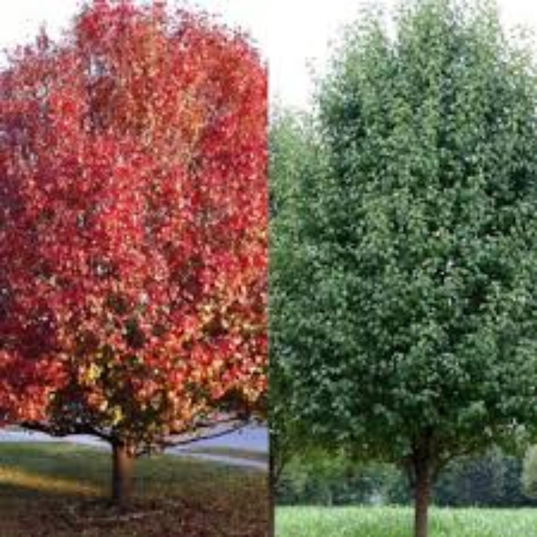 Pyrus Manchurian Pear 300