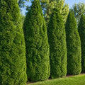 Thuja Smargd 140