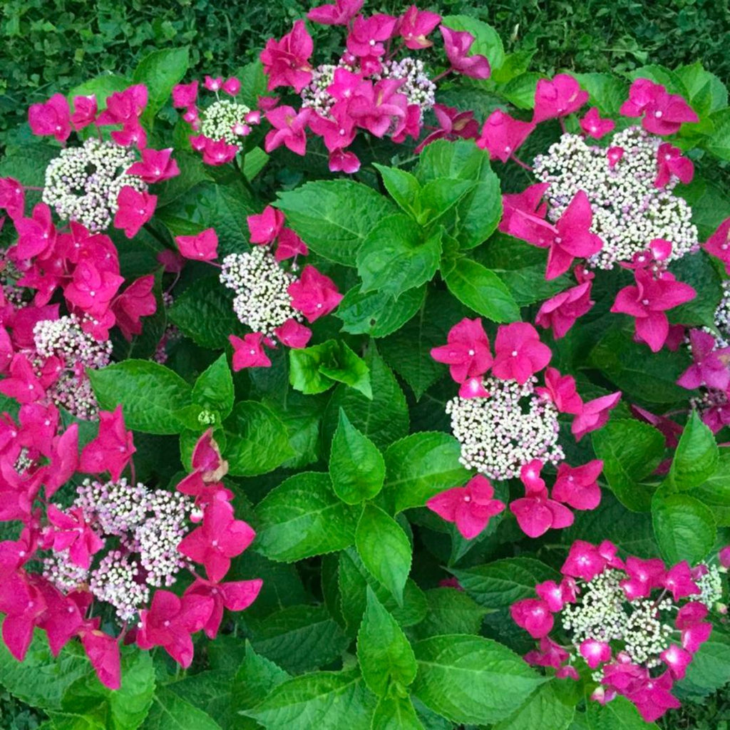 Hydrangea Strawberries And Cream 200mm