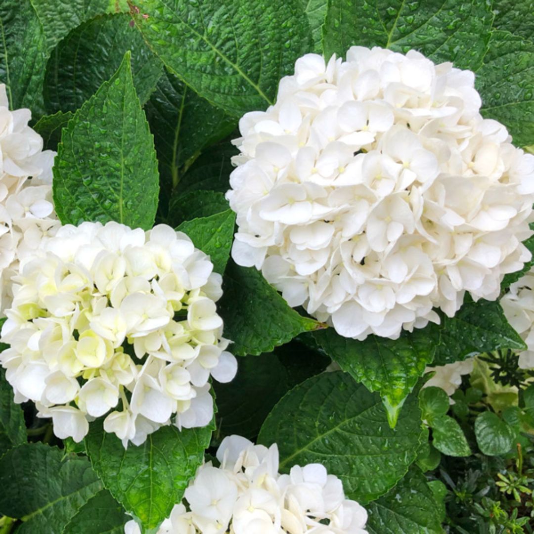 Hydrangea Tea Time Compact White 200
