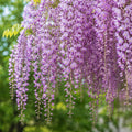 Wisteria Flora Kuchibeni 200
