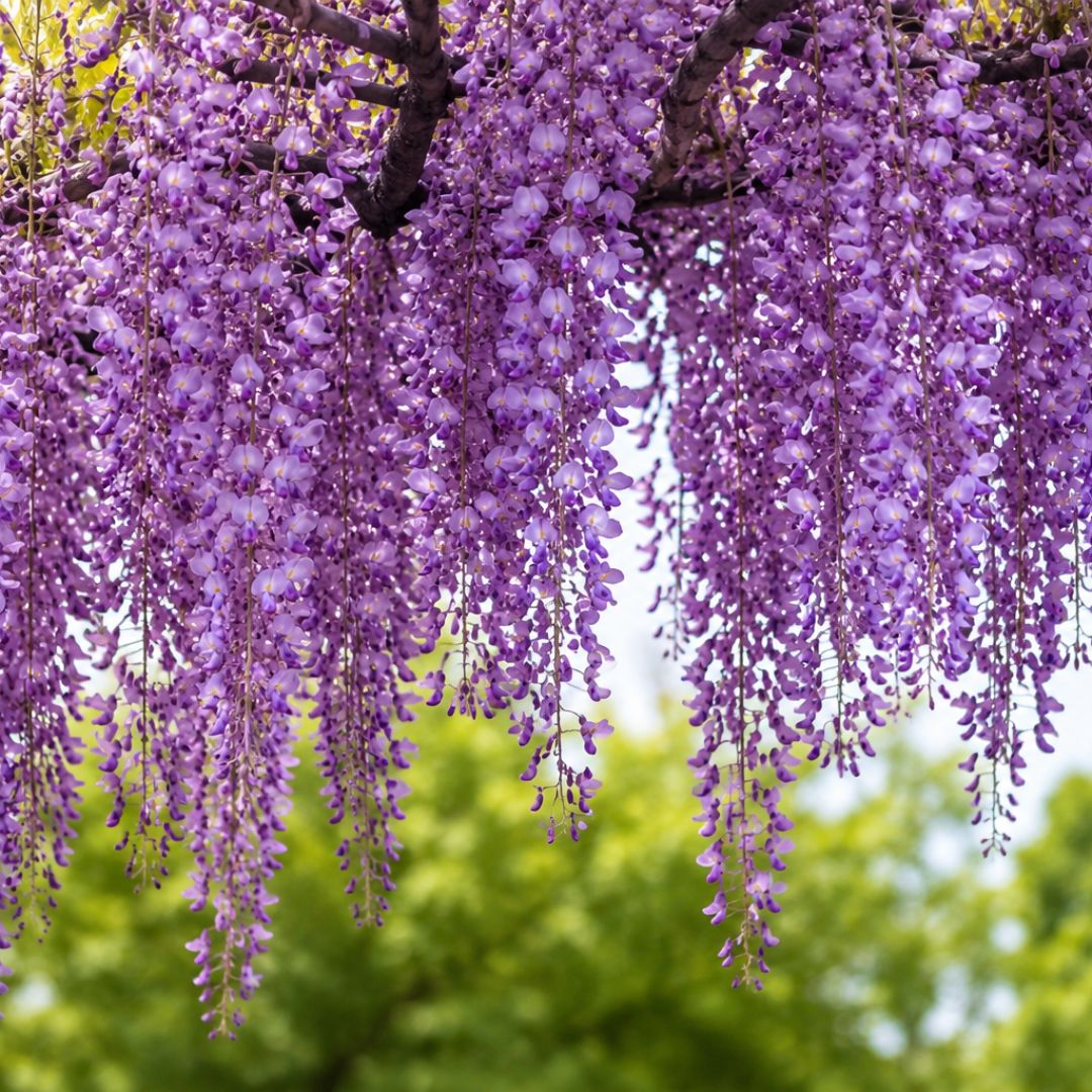 Wisteria Royal Purple 200