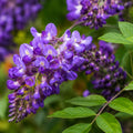 Wisteria Pondside Blue 200