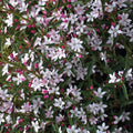 Philotheca Winter Rouge 140mm
