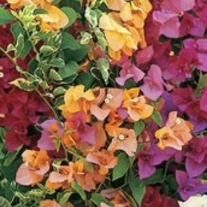 Bougainvillea Bambino 140mm