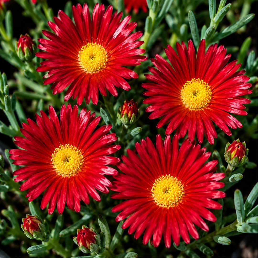 Pig Face Red 100mm
