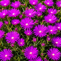 Pig Face Purple 100mm