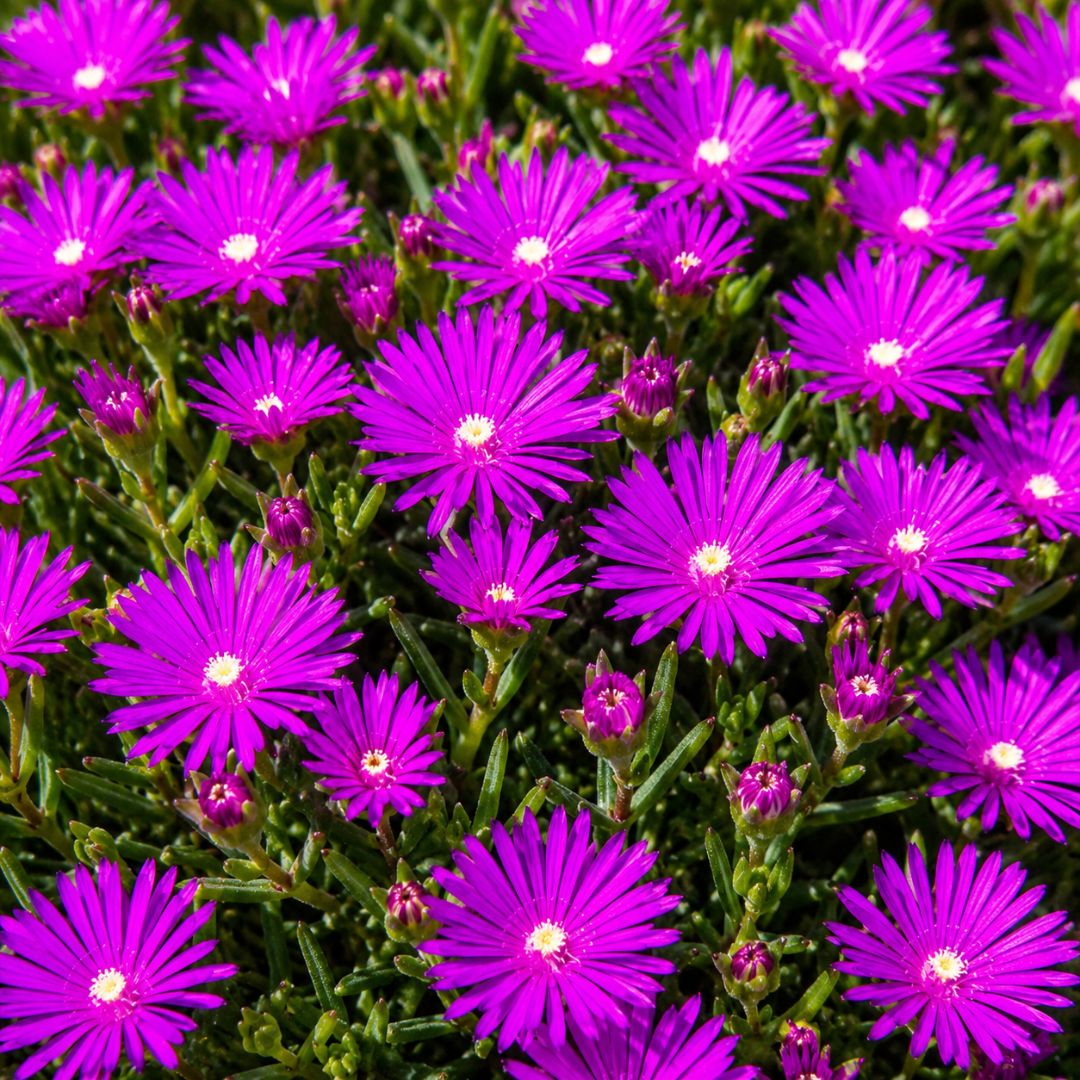 Pig Face Purple 100mm