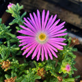 Pig Face Mauve 100mm