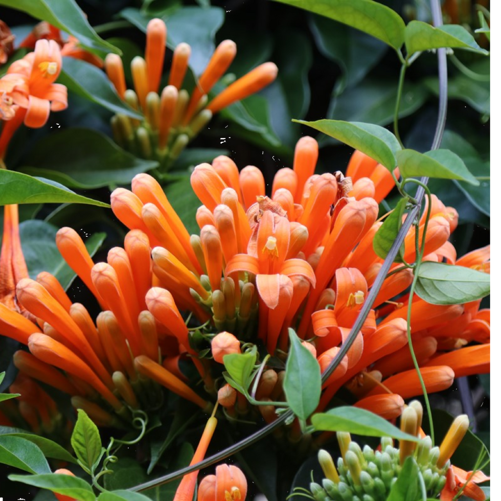 Pyrostegia 140mm