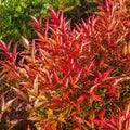 Nandina Moon Bay 140mm