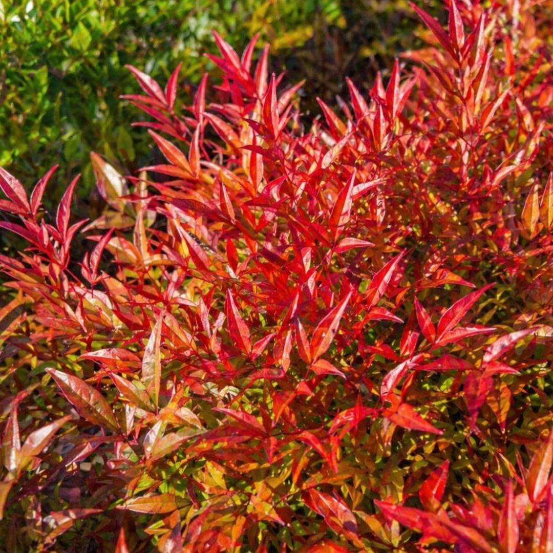 Nandina Moon Bay 140mm