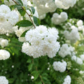 Spiraea Cantoniensis Double 200mm
