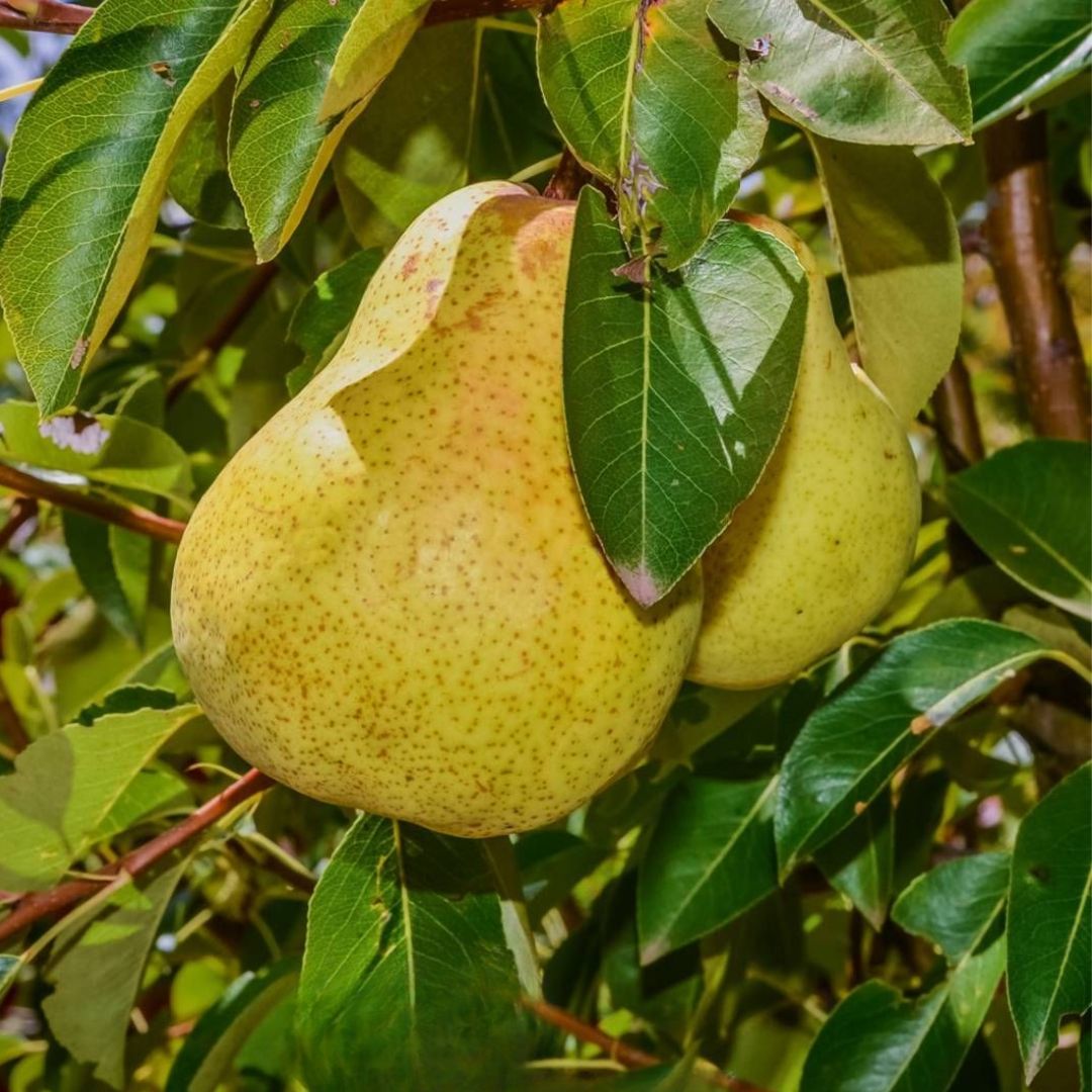 Pear Williams 300mm