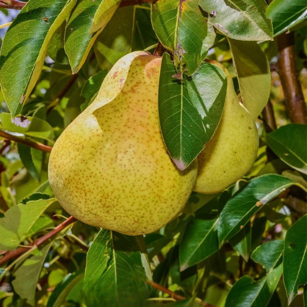 Pear Williams 300mm