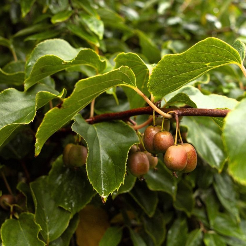 Chinese Gooseberry Haywood Female 200mm