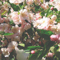 Malus Ioensis Plena Advanced 300mm