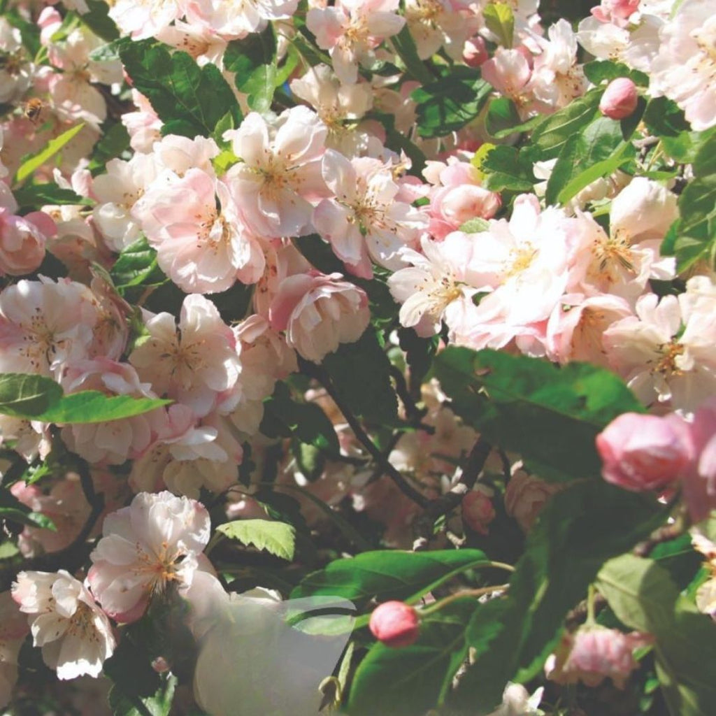 Malus Ioensis Plena Advanced 300mm