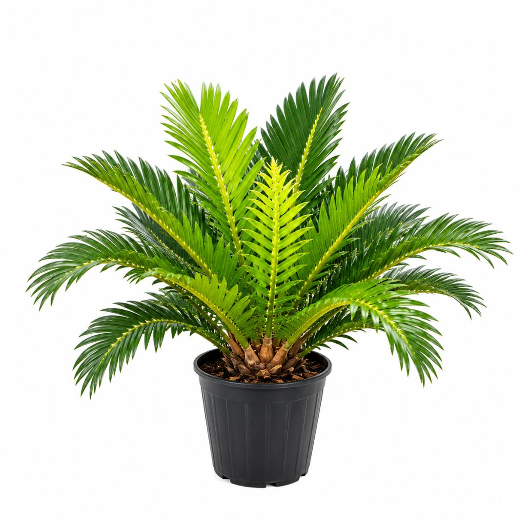 Blechnum Silver Lady 125