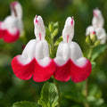 Salvia Hot Lips 140