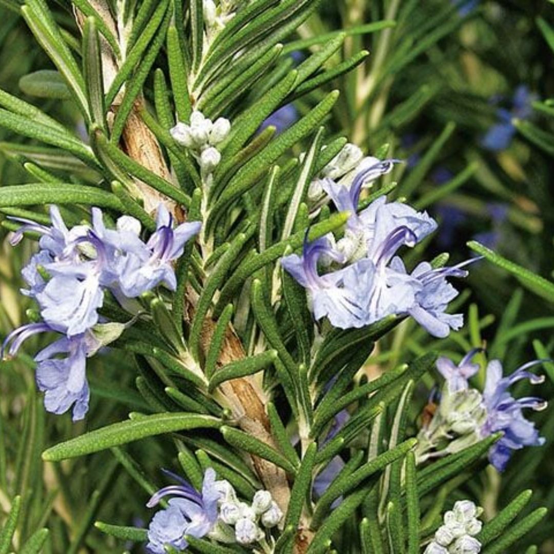 Rosemary Tuscan Blue 140