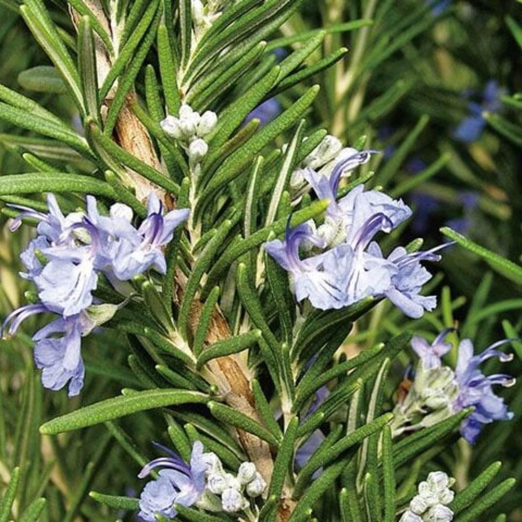 Rosemary Tuscan Blue 140