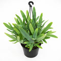 Fern Blue Star Hanger 175mm